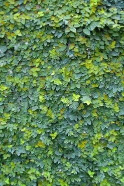 Creeping Fig (Ficus Pumila) - 10 Pack Of Pint Pots -Wilson Bros Gardens ficus pumila green creeping fig 106 1