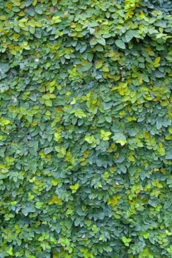 Creeping Fig (Ficus Pumila) - 5 Pack Of Quart Pots -Wilson Bros Gardens ficus pumila green creeping fig 106