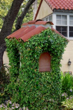 Creeping Fig (Ficus Pumila) - 5 Pack Of 4" Pint Pots 14 Creeping Fig (Ficus Pumila) - 5 Pack Of 4" Pint Pots -Wilson Bros Gardens ficus pumila green creeping fig 107