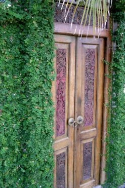 Creeping Fig (Ficus Pumila) - 10 Pack Of Pint Pots -Wilson Bros Gardens ficus pumila green creeping fig 108 3