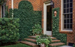 Creeping Fig (Ficus Pumila) - 5 Pack Of 4" Pint Pots 16 Creeping Fig (Ficus Pumila) - 5 Pack Of 4" Pint Pots -Wilson Bros Gardens ficus pumila green creeping fig 109