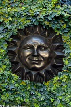 Creeping Fig (Ficus Pumila) - 5 Pack Of Quart Pots -Wilson Bros Gardens ficus pumila green creeping fig 110 1