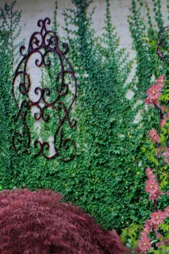 Creeping Fig (Ficus Pumila) - 5 Pack Of Quart Pots -Wilson Bros Gardens ficus pumila green creeping fig 112 1