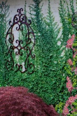 Creeping Fig (Ficus Pumila) - 10 Pack Of Pint Pots -Wilson Bros Gardens ficus pumila green creeping fig 112 3