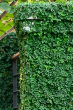 Creeping Fig (Ficus Pumila) - 10 Pack Of Pint Pots -Wilson Bros Gardens ficus pumila green creeping fig 113 3