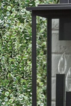 Variegated Creeping Fig (Ficus Pumila 'Variegata') - 10 Pack Of 4" Pint Pots -Wilson Bros Gardens ficus pumila variegata creeping fig 101 1