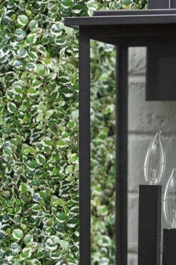 Variegated Creeping Fig - Ficus Pumila 'Variegata' - 6 Pack Of Pint Pots -Wilson Bros Gardens ficus pumila variegata creeping fig 101 2