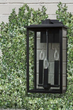 Variegated Creeping Fig - Ficus Pumila 'Variegata' - 6 Pack Of Pint Pots -Wilson Bros Gardens ficus pumila variegata creeping fig 102 2