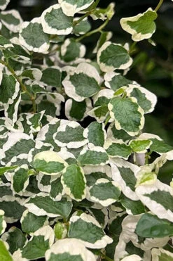 Variegated Creeping Fig - Ficus Pumila 'Variegata' - 5 Pack Of Pint Pots