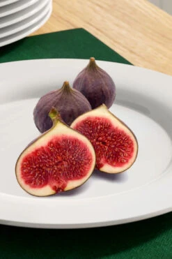 Texas Everbearing Fig Tree - 3 Gallon Pot -Wilson Bros Gardens fig texas everbearing 11