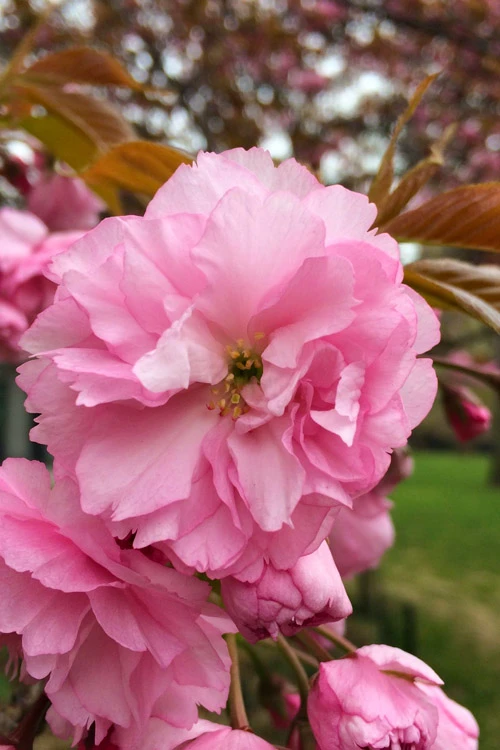 Kwanzan Pink Double Flowering Cherry Tree - 3 Gallon Pot 1 Kwanzan Pink Double Flowering Cherry Tree - 3 Gallon Pot