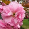 Kwanzan Pink Double Flowering Cherry Tree - 5 Gallon Pot (5-6')