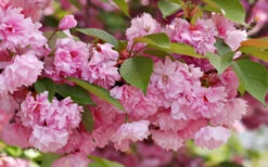 Kwanzan Pink Double Flowering Cherry Tree - 5 Gallon Pot (5-6') -Wilson Bros Gardens flowering cherry kwansan 3 2