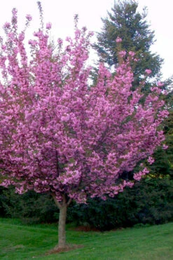 Kwanzan Pink Double Flowering Cherry Tree - 2 Gallon Pot 11 Kwanzan Pink Double Flowering Cherry Tree - 2 Gallon Pot -Wilson Bros Gardens flowering cherry kwansan 4