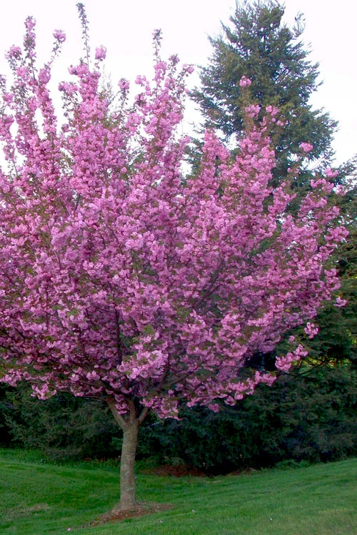 Kwanzan Pink Double Flowering Cherry Tree - 2 Gallon Pot 5 Kwanzan Pink Double Flowering Cherry Tree - 2 Gallon Pot - Image 5