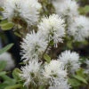 Legend Of The Small Fothergilla (Bottlebrush) - 1 Gallon Pot