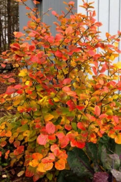 Legend Of The Small Fothergilla (Bottlebrush) - 1 Gallon Pot -Wilson Bros Gardens fothergilla legend of the small bottlebrush 2