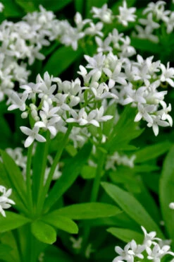 Sweet Woodruff (Galium Odoratum) - 5 Pack Of Quart Pots -Wilson Bros Gardens galium odoratum sweet woodruff 3