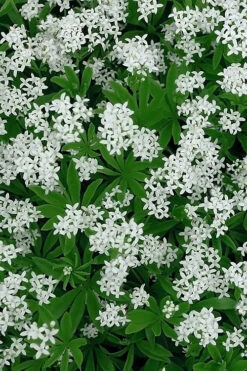 Sweet Woodruff (Galium Odoratum) - 5 Pack Of Quart Pots -Wilson Bros Gardens galium odoratum sweet woodruff 5