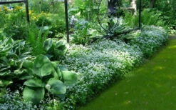 Sweet Woodruff (Galium Odoratum) - 5 Pack Of Quart Pots -Wilson Bros Gardens galium odoratum sweet woodruff 6