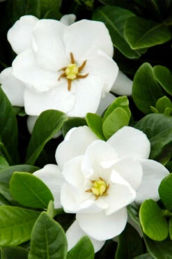 Buttons Gardenia - 3 Gallon Pot -Wilson Bros Gardens gardenia buttons 1