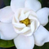Buttons Gardenia - 3 Gallon Pot