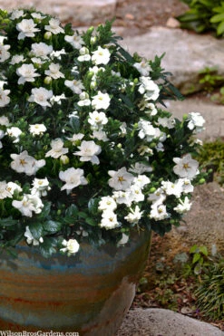 Buttons Gardenia - 3 Gallon Pot -Wilson Bros Gardens gardenia jasminoides buttons 10