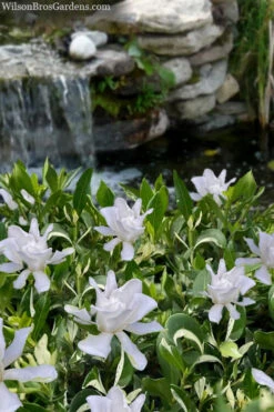 Crescent Moon Dwarf Gardenia - 1 Gallon Pot