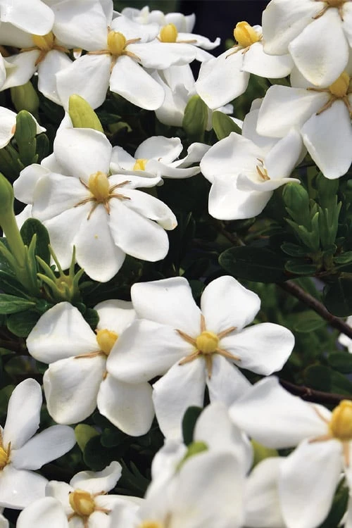 Snow Girl Hardy Dwarf Gardenia - 1 Gallon Pot 4 Snow Girl Hardy Dwarf Gardenia - 1 Gallon Pot - Image 4