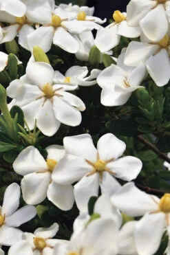 Snow Girl Hardy Dwarf Gardenia - 6 Pack Of 1 Gallon Pots -Wilson Bros Gardens gardenia jasminoides snow girl 1 2