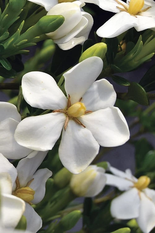 Snow Girl Hardy Dwarf Gardenia - 1 Gallon Pot 5 Snow Girl Hardy Dwarf Gardenia - 1 Gallon Pot - Image 5