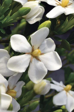 Snow Girl Hardy Dwarf Gardenia - 1 Gallon Pot -Wilson Bros Gardens gardenia jasminoides snow girl 2 3