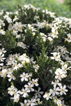 Snow Girl Hardy Dwarf Gardenia - 7 Gallon Pot -Wilson Bros Gardens gardenia jasminoides snow girl 3
