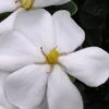 Snow Girl Hardy Dwarf Gardenia - 7 Gallon Pot