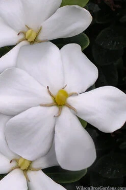 Snow Girl Hardy Dwarf Gardenia - 7 Gallon Pot