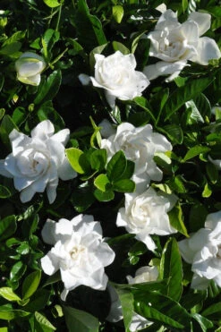 Snow Puff Hardy Gardenia - 1 Gallon Pot -Wilson Bros Gardens gardenia jasminoides snow puff 2