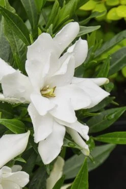Radicans Creeping Dwarf Gardenia - 3 Gallon Pot 13 Radicans Creeping Dwarf Gardenia - 3 Gallon Pot -Wilson Bros Gardens gardenia radicans 22