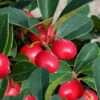Cherry Berries Wintergreen Gaultheria - 1 Gallon Pot