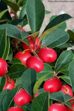 Cherry Berries Wintergreen Gaultheria - 1 Gallon Pot