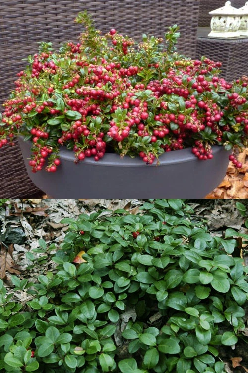 Cherry Berries Wintergreen Gaultheria - 6 Pack Of 1 Gallon Pots 4 Cherry Berries Wintergreen Gaultheria - 6 Pack Of 1 Gallon Pots - Image 4