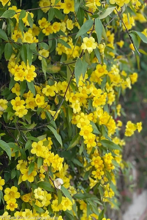 Margarita Cold Hardy Carolina Jasmine Vine (Gelsemium) - 1 Gallon Pot 6 Margarita Cold Hardy Carolina Jasmine Vine (Gelsemium) - 1 Gallon Pot - Image 6