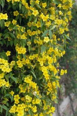 Margarita Cold Hardy Carolina Jasmine Vine (Gelsemium) - 1 Gallon Pot 16 Margarita Cold Hardy Carolina Jasmine Vine (Gelsemium) - 1 Gallon Pot -Wilson Bros Gardens gelsemium sempervirens margarita cold hardy carolina jasmine vine 104