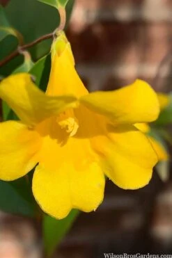 Margarita Cold Hardy Carolina Jasmine Vine (Gelsemium) - 1 Gallon Pot 17 Margarita Cold Hardy Carolina Jasmine Vine (Gelsemium) - 1 Gallon Pot -Wilson Bros Gardens gelsemium sempervirens margarita cold hardy carolina jasmine vine 106