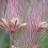 Prairie Smoke Geum (Avens) - 1 Gallon Pot