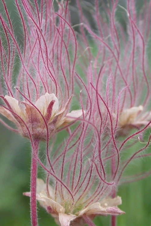 Prairie Smoke Geum (Avens) - 1 Gallon Pot 1 Prairie Smoke Geum (Avens) - 1 Gallon Pot
