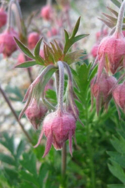 Prairie Smoke Geum (Avens) - 1 Gallon Pot 22 Prairie Smoke Geum (Avens) - 1 Gallon Pot -Wilson Bros Gardens geum triflorum prairie smoke 10