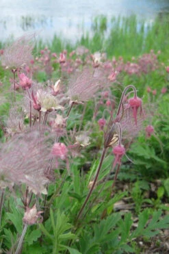 Prairie Smoke Geum (Avens) - 1 Gallon Pot 23 Prairie Smoke Geum (Avens) - 1 Gallon Pot -Wilson Bros Gardens geum triflorum prairie smoke 11