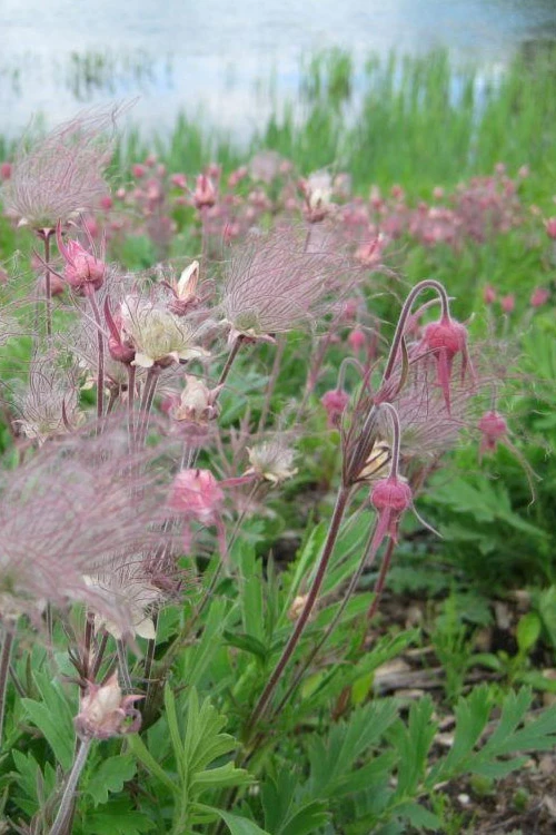 Prairie Smoke Geum (Avens) - 1 Gallon Pot 12 Prairie Smoke Geum (Avens) - 1 Gallon Pot - Image 12