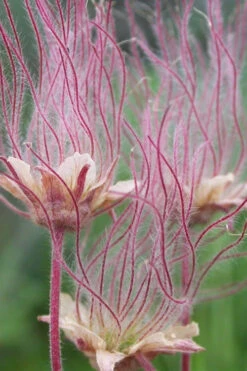 Prairie Smoke Geum (Avens) - 1 Gallon Pot 15 Prairie Smoke Geum (Avens) - 1 Gallon Pot -Wilson Bros Gardens geum triflorum prairie smoke 2