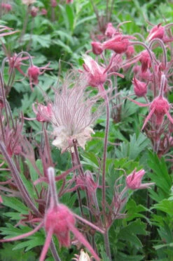 Prairie Smoke Geum (Avens) - 1 Gallon Pot 16 Prairie Smoke Geum (Avens) - 1 Gallon Pot -Wilson Bros Gardens geum triflorum prairie smoke 3